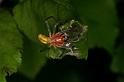 Cheiracanthium_erraticum_D5007_Z_89_Les Gris_Frankrijk